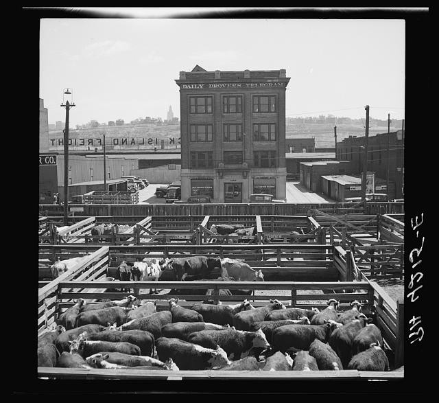 Photo:Kansas City Kansas Stockyards 1936 Cattle Pens Livestock Yard