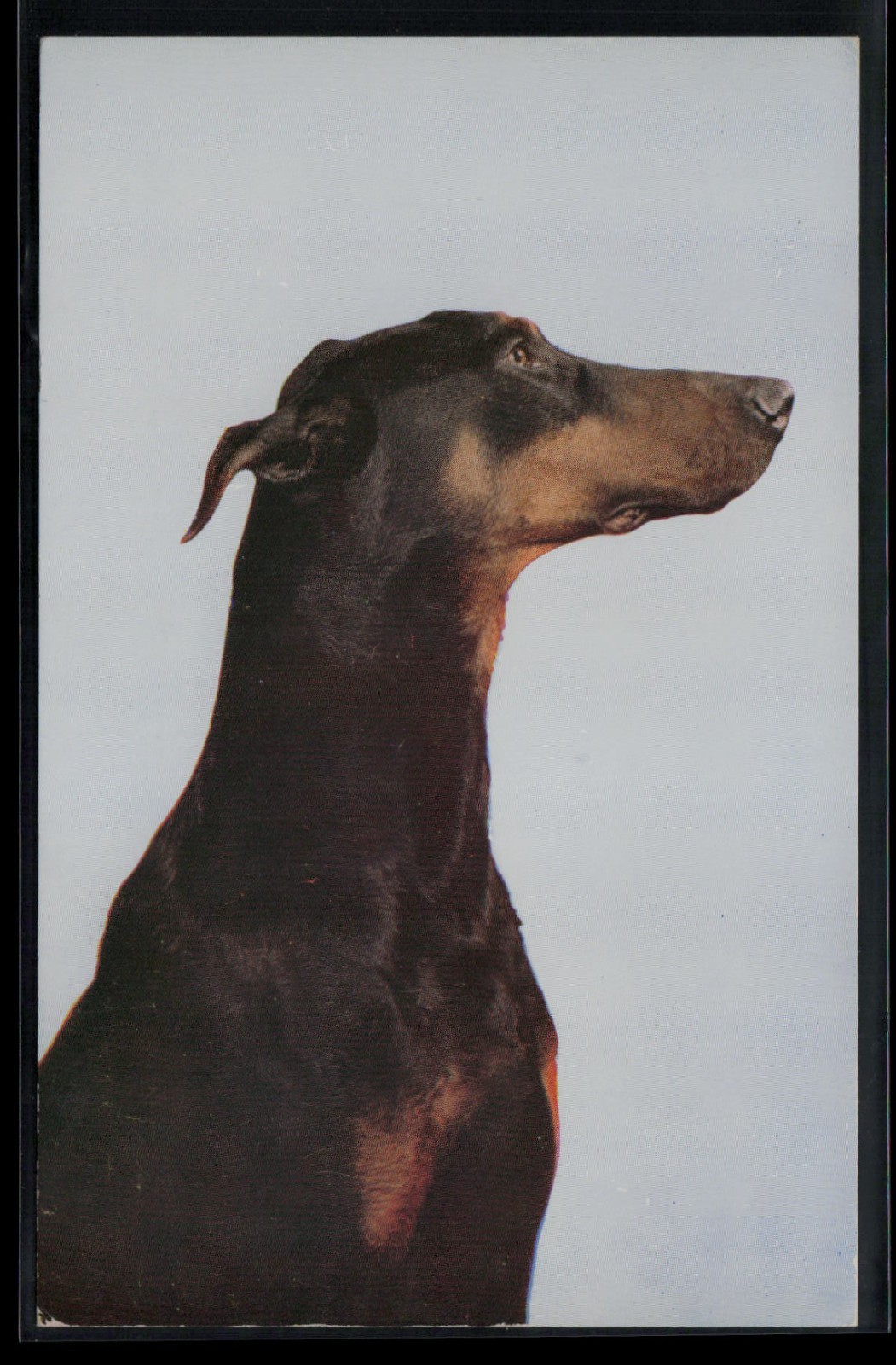 Doberman Pinscher Breed Pet Dog Postcard