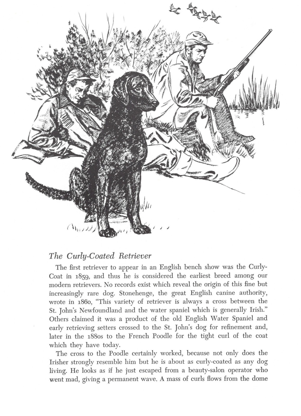 Curly Coated Retriever - 1964 Vintage Dog Art Print by Raymond Pease
