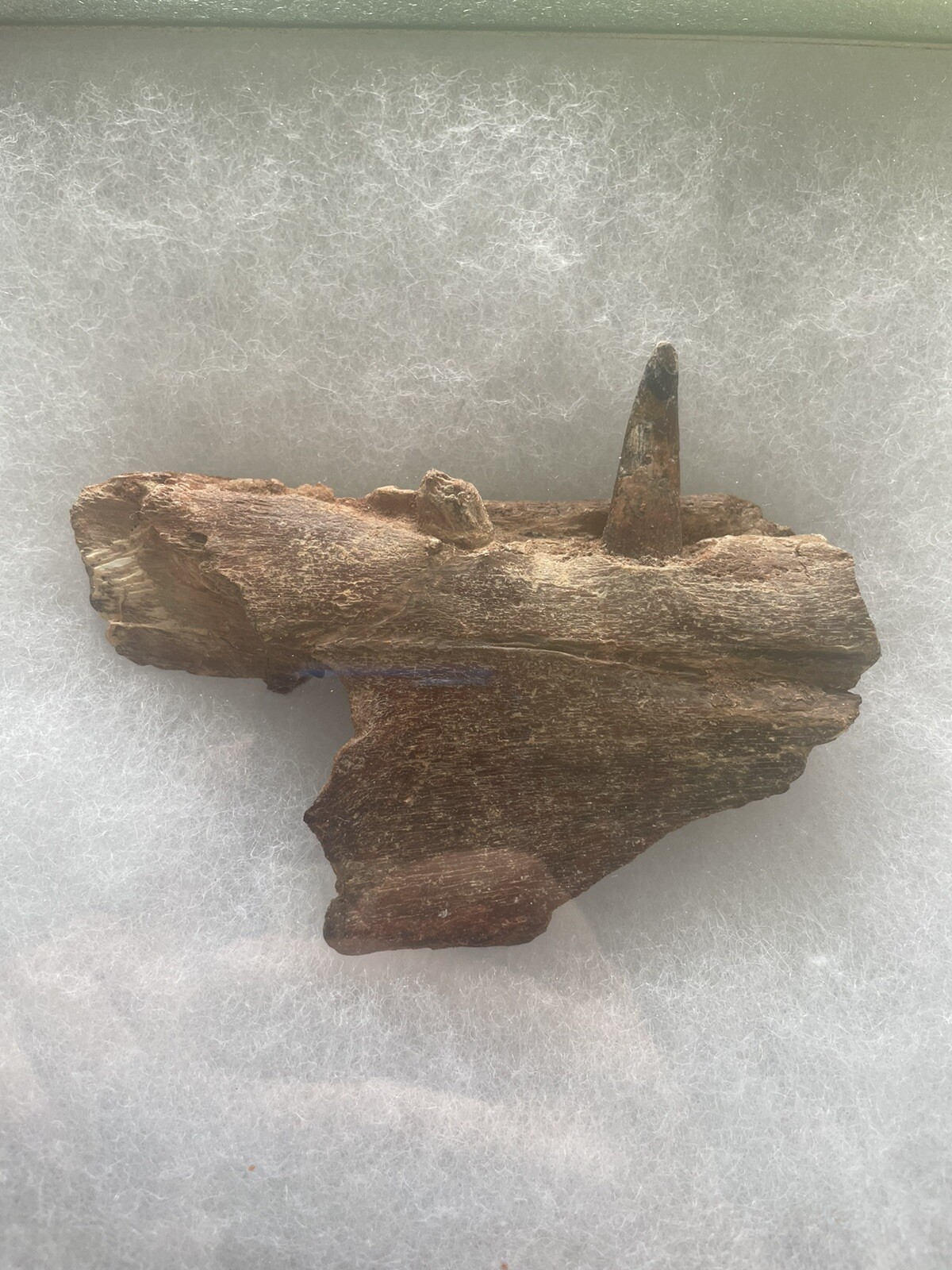 SUPERB And Super Rare Pterosaur Skull Jaw Fossil With Two Teeth Kem Kem Morocco