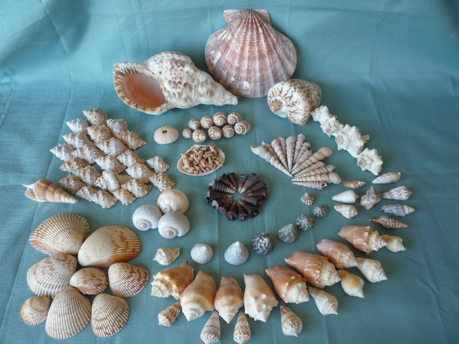 HUGE LOT OF EXCELLENT SEASHELLS  7 LBS ... NO BROKEN SHELLS,...,110 +