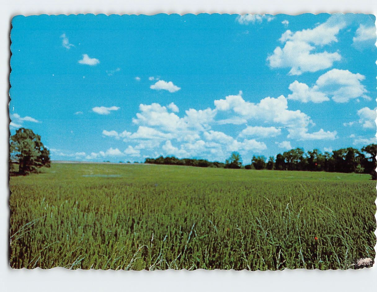Postcard Field Scenery and Matthew 13:38