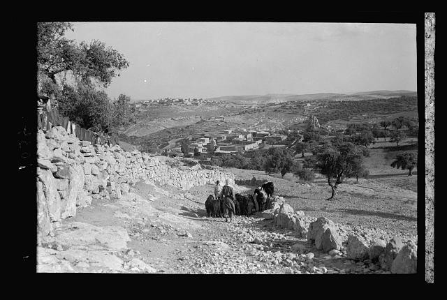 Photo:Bethany West Bank 1934 Landscape Shepherds Donkeys Life of Our Lord