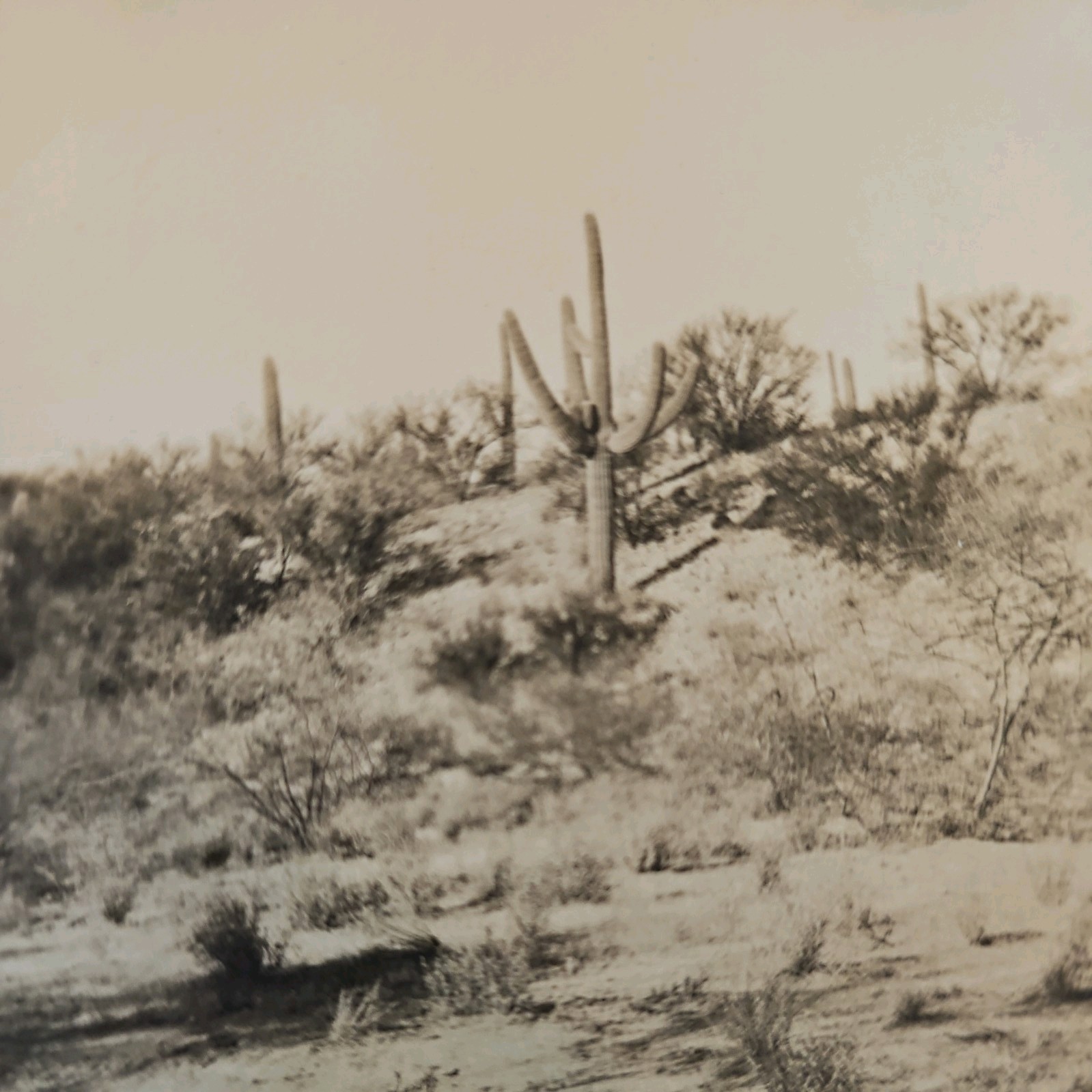 Vintage Real Photo Tucson AZ Desert Cactus Scene Trip Message Note on Back 