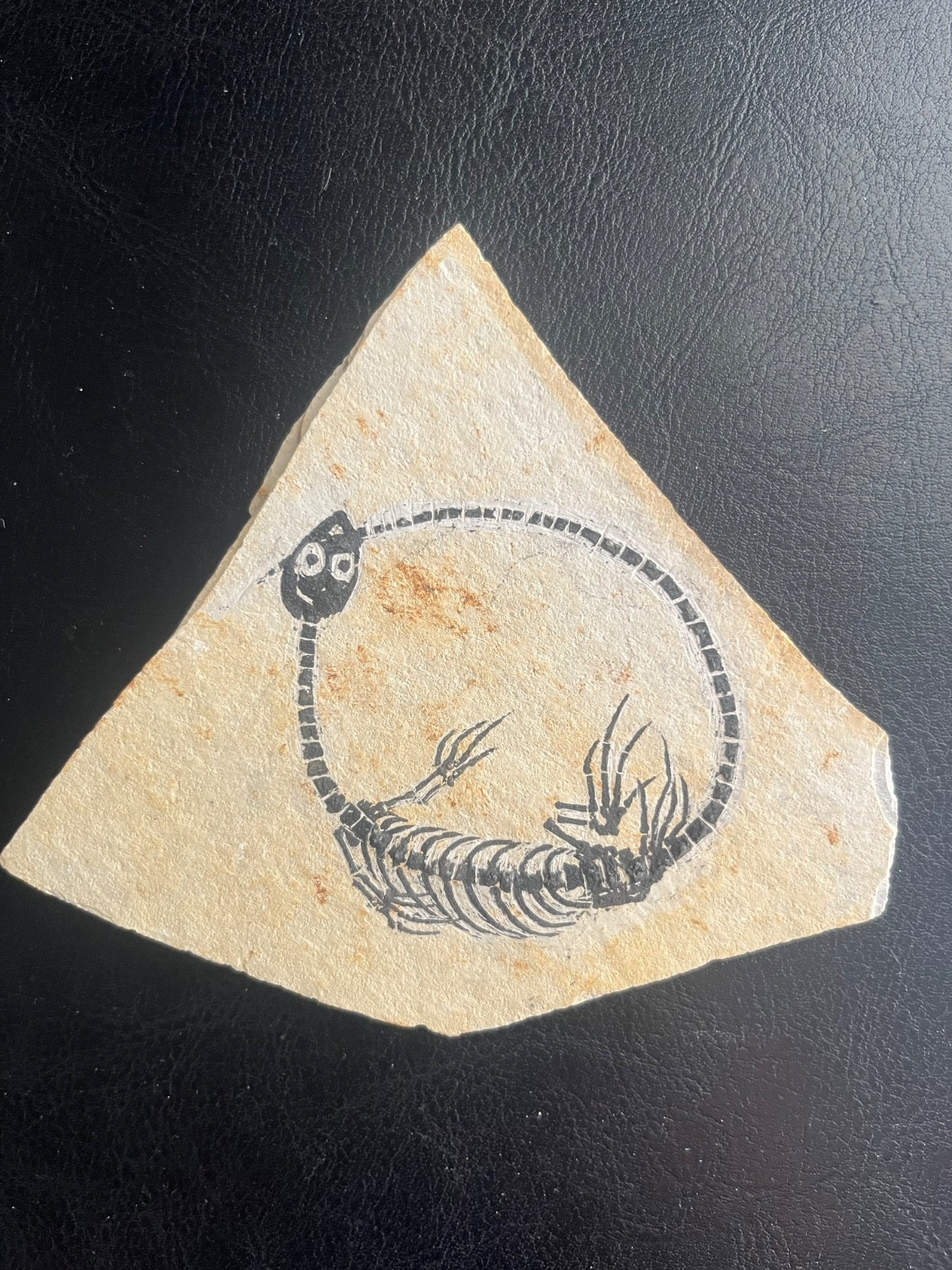 AMPHIBIAN-NOTHOSAURIA-Jurassic diving dragon -dragon dinosaur fossil-2 AMPHIBIAN-NOTHOSAURIA-Jurassic diving dragon -dragon dinosaur fossil-2