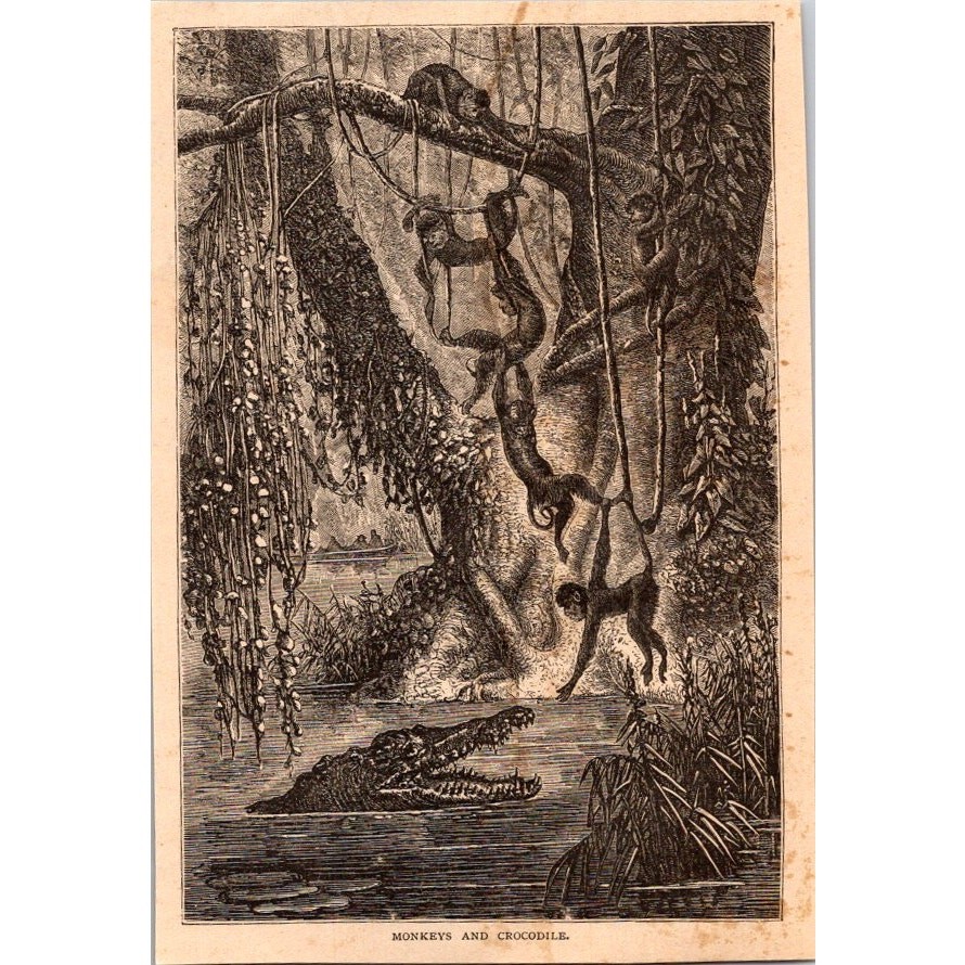 Monkeys and Crocodile Henri Mouhot 1889 Engraving SAI3-5