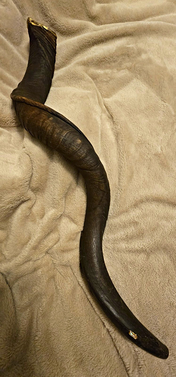 Yemenite Kudu African Shofar XXL 42