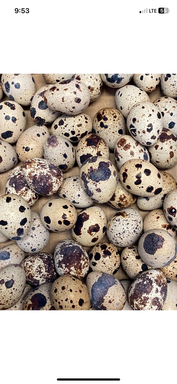 Quail Birds and Eggs Collection – Various Colors and Ages 12 eggs