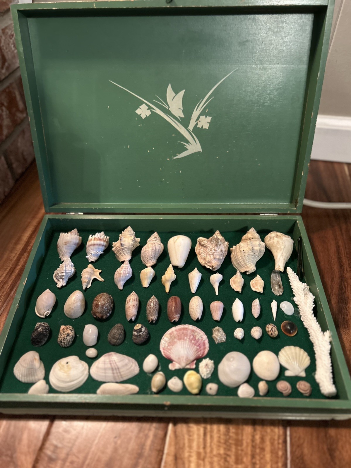 Unique Gorgeous Vintage Shell Collection / Display Box
