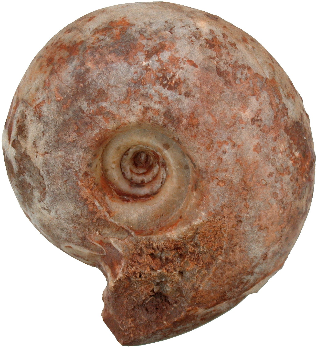 Permian Pseudoschistoceras gigas Rare Large Goniatite Lidak Timor U5-10
