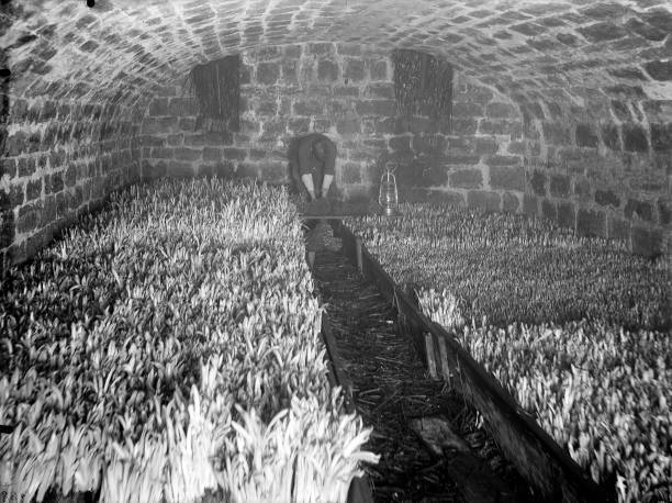 Boots Of Capuchin Friar\'s Beards In A Cellar France 1906 Old Photo