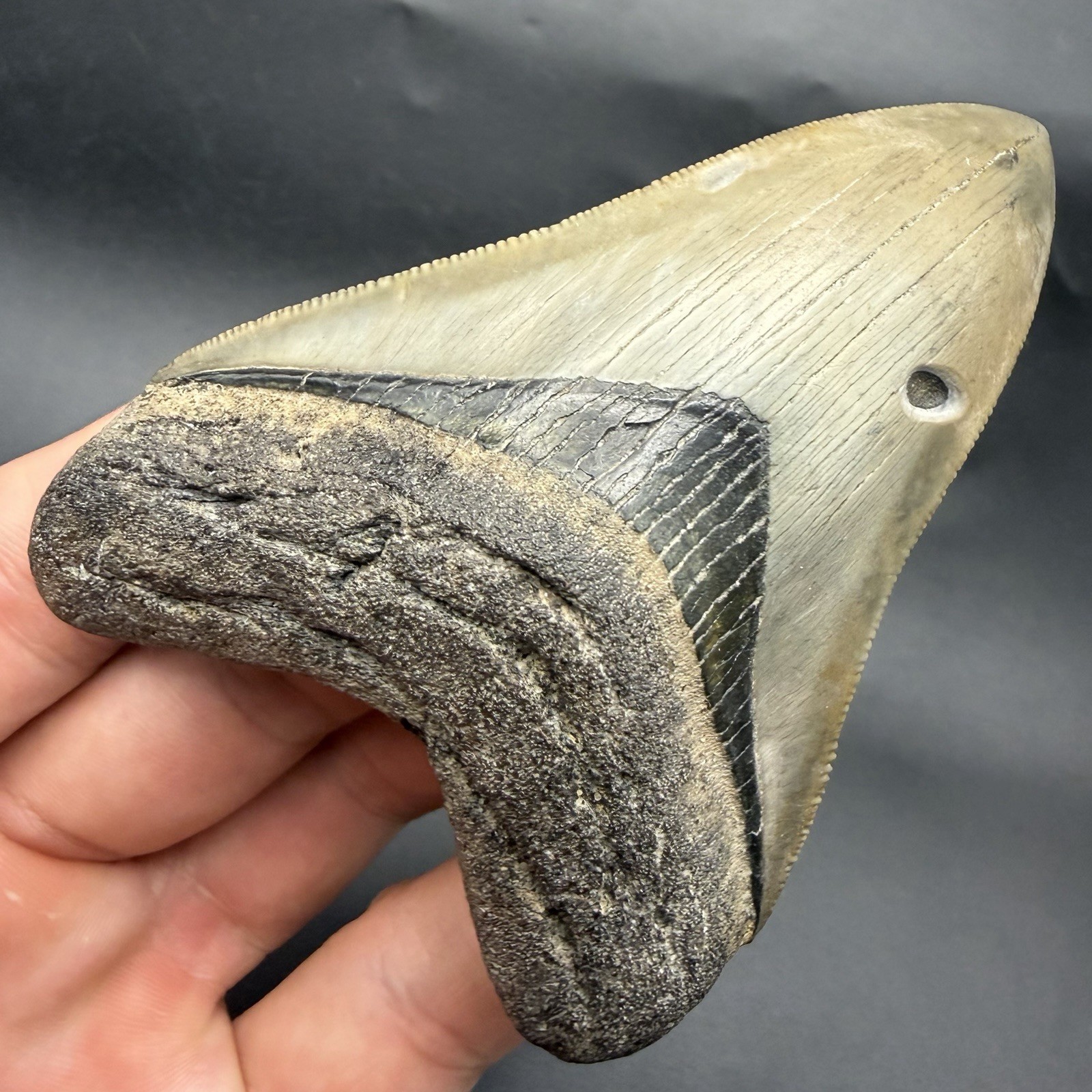 MEGALODON SHARK TOOTH SWFL COLLECTOR GRADE 3.72” ALL NATURAL