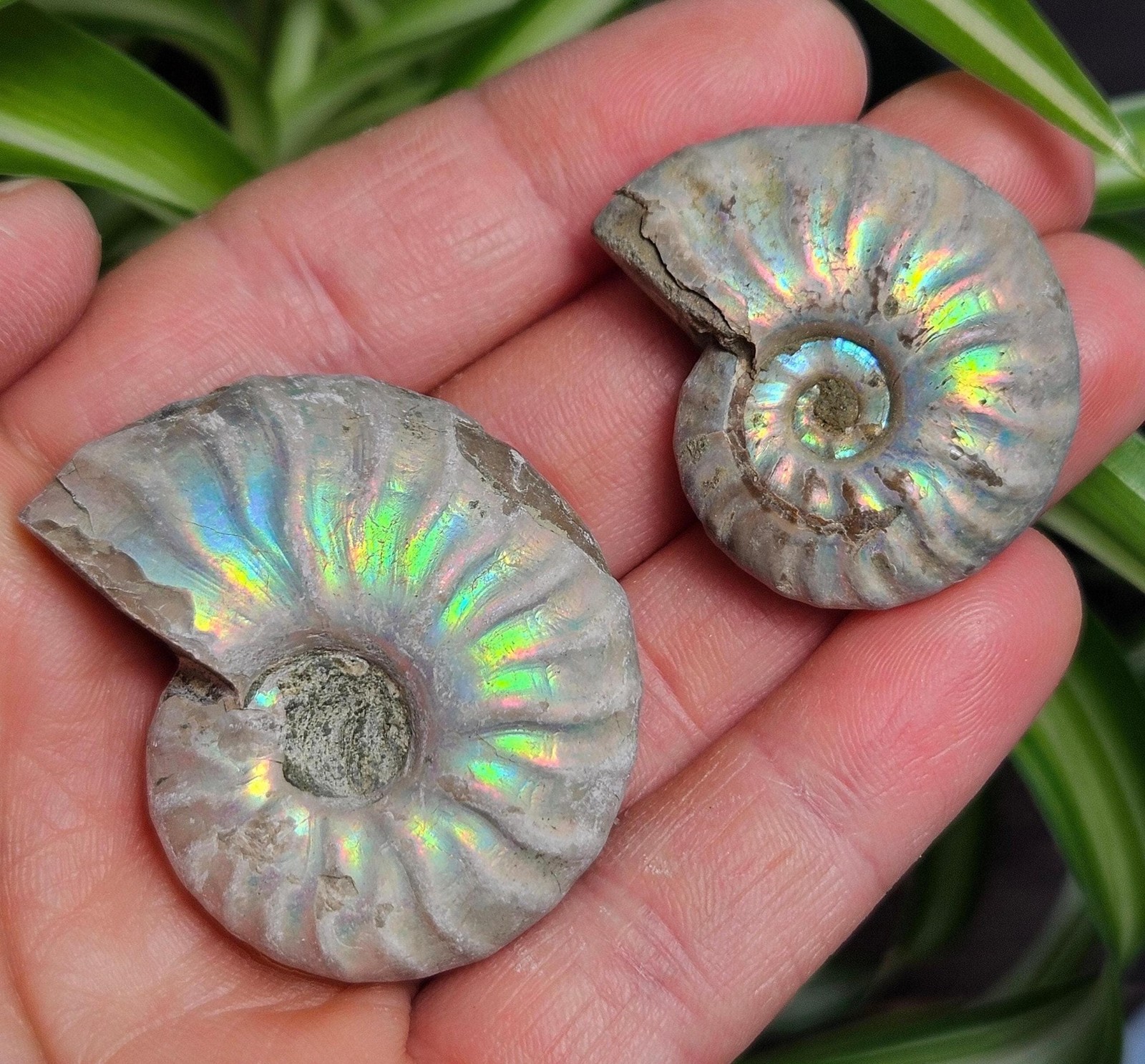 Opalized Ammonite Fossil Specimen