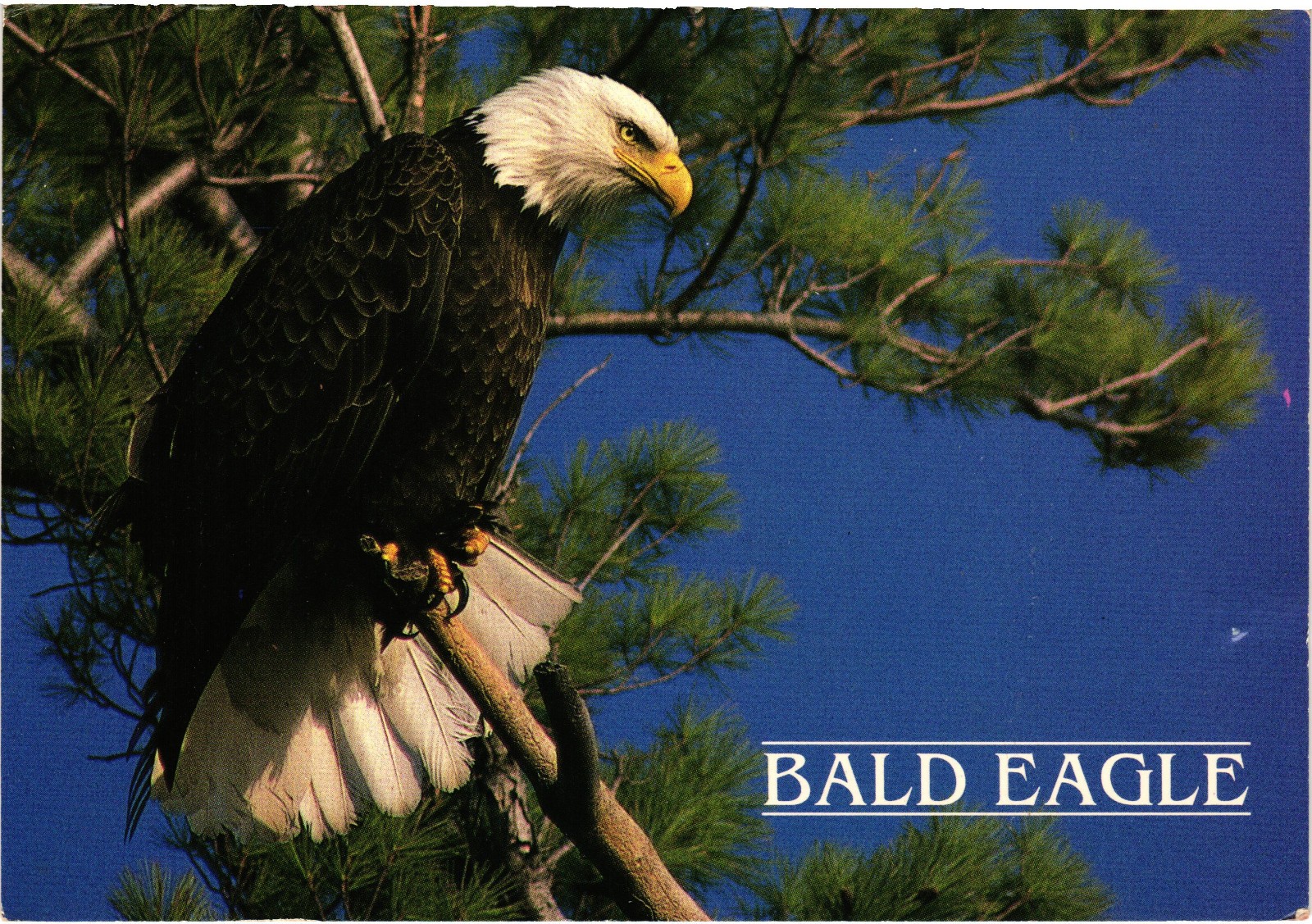 Vintage Bald Eagle American Symbol Freedom Wildlife Bird Photo Postcard Unused