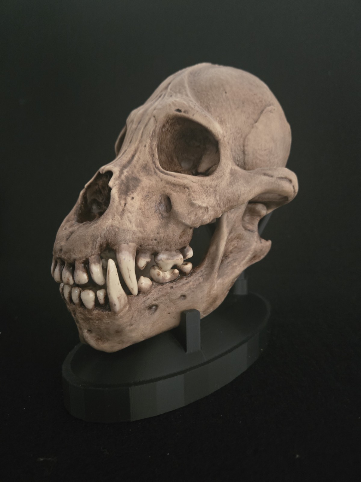  Werewolf Skull Realistic \