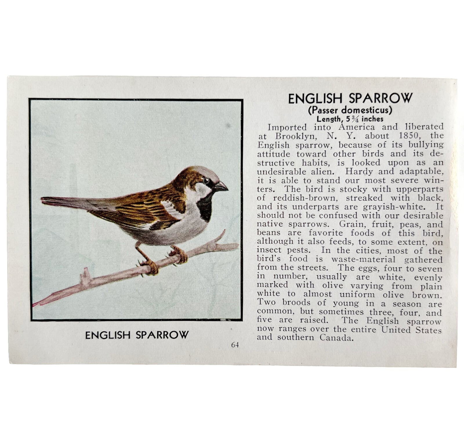 English Sparrow Bird Print 1931 Blue Book Birds Of America Antique Art PCBG13C