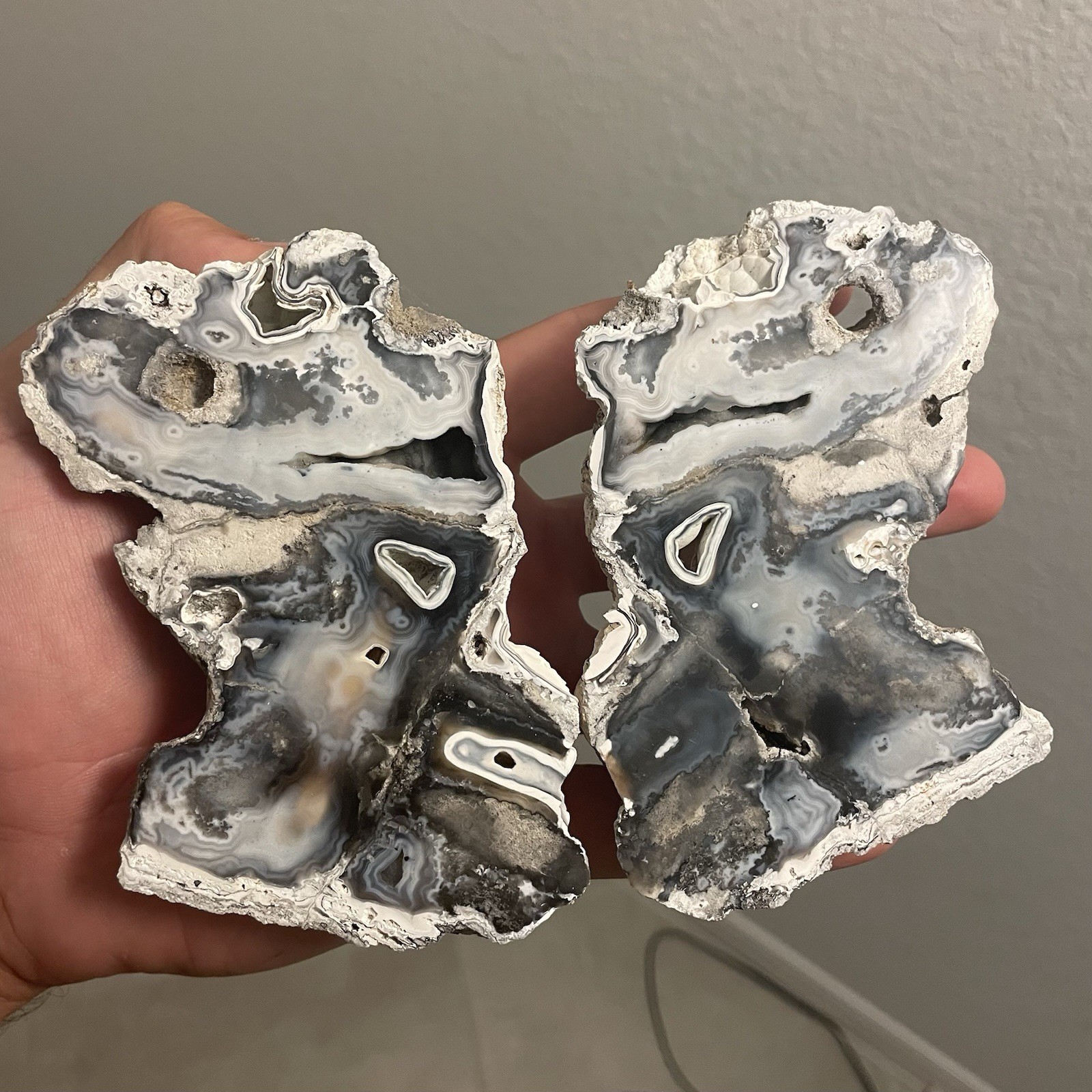 Agatized Corral Fossil Specimens AMAZING 2 Piece Polished Split Tampa Bay FL Agatized Corral Fossil Specimens AMAZING 2 Piece Polished Split Tampa Bay FL