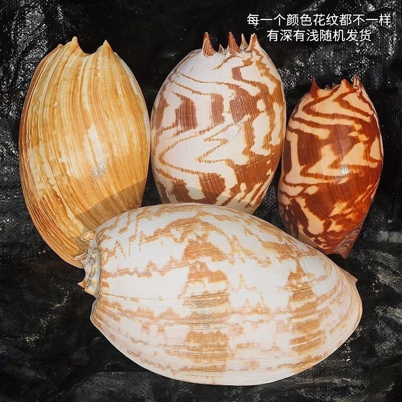 18-20cm Natural Sea Conch Shell Indonesian Coconut Snail Seashell