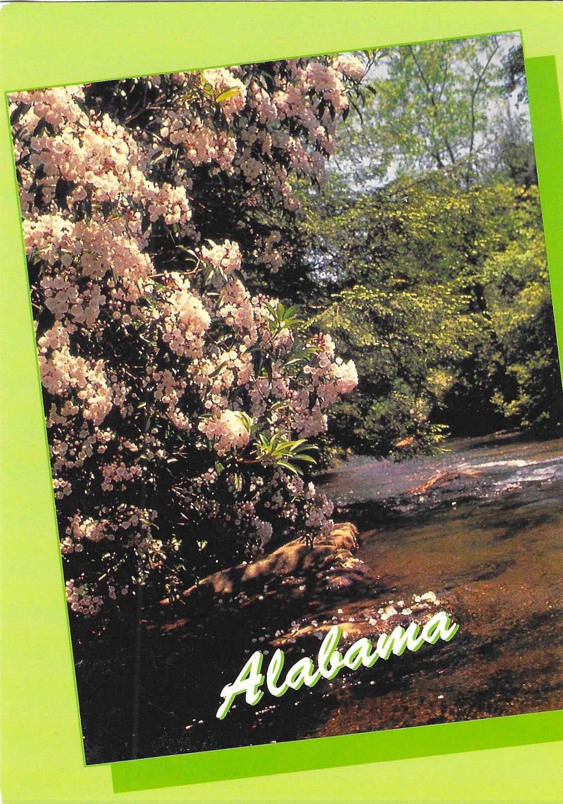 NEW Alabama Chrome Postcard Rhododendron Flower Showpiece