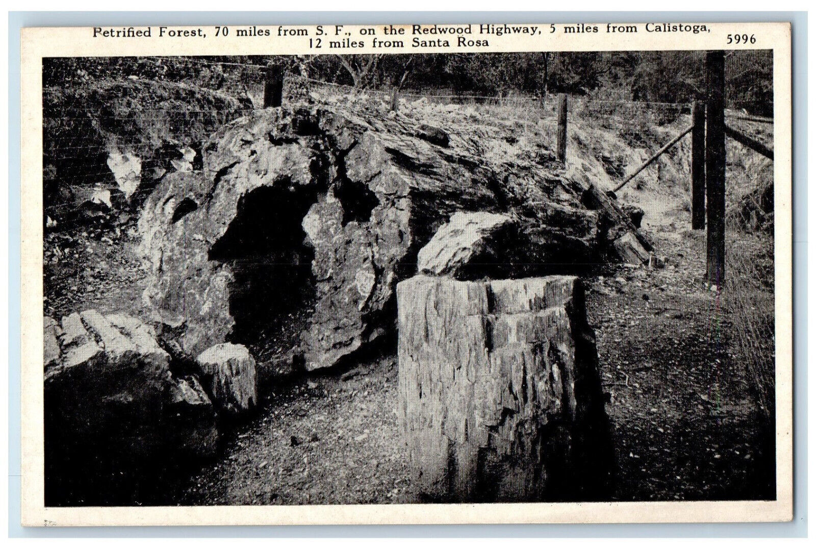 c1950's Petrified Forest Redwood Highway Calistoga Santa Rosa CA Postcard