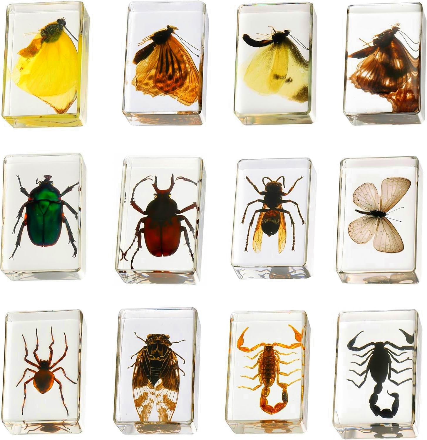 12 Pcs Insect in Resin Collection Educational Bugs Specimen Set, for Home De... 12 Pcs Insect in Resin Collection Educational Bugs Specimen Set, for Home De...