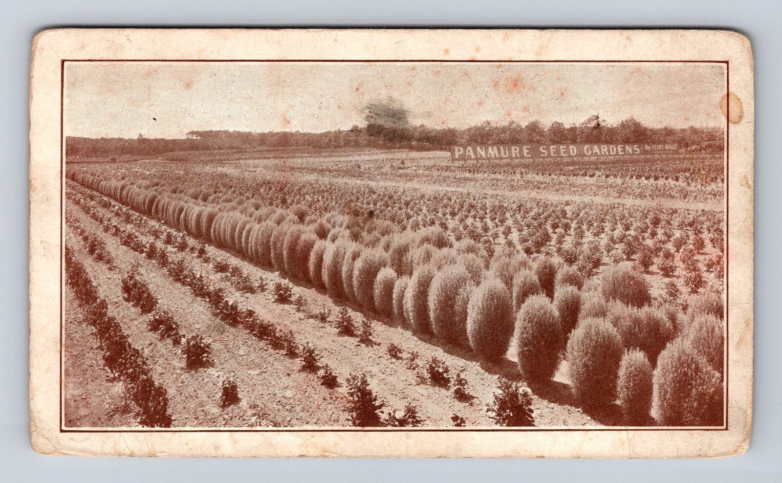 Bryn Mawr PA-Pennsylvania, Panmure Seed Gardens, Vintage c1910 Postcard
