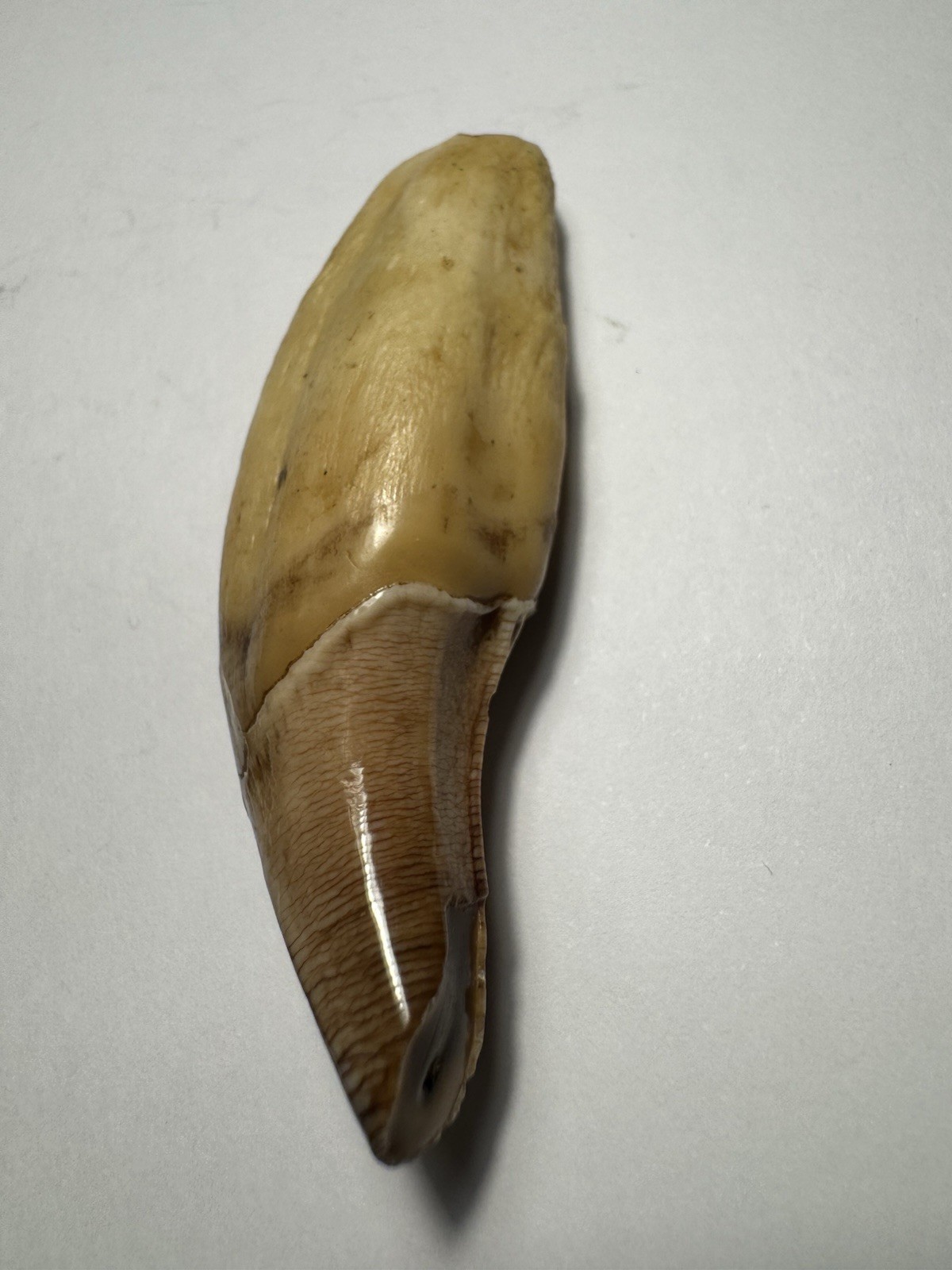 540- Tooth, Teeth, Animal’s Tooth, Fox’s Tooth, Coyote’s Tooth