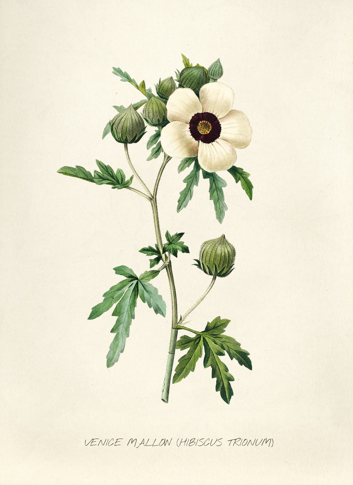 Vintage Botany c1920s Poster - Hibiscus Trionum by Venice Mallon 24x36” RARE