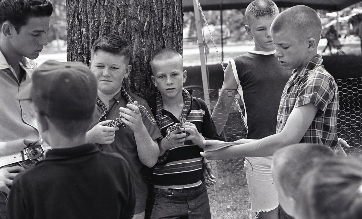 sl47 Negative 1960's California Boys w/ Snakes 270a sl47 Negative 1960's California Boys w/ Snakes 270a