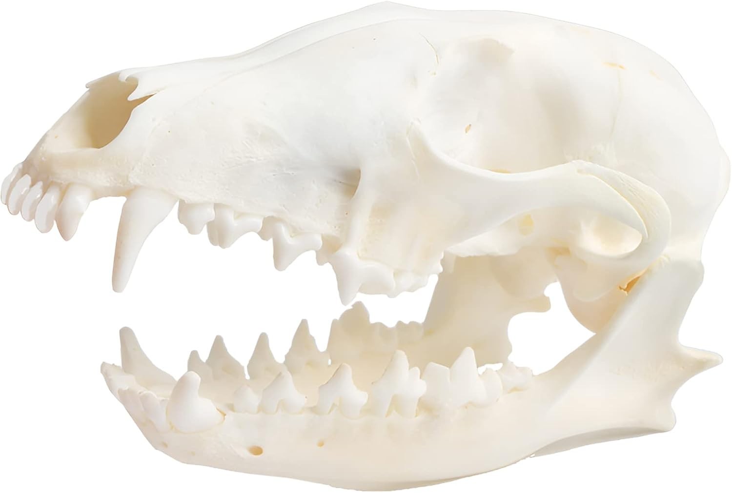 Wixine 1Pcs Real Red Fox Bones Skull Fox Head Skeleton Natural Teeth Bone Spe...