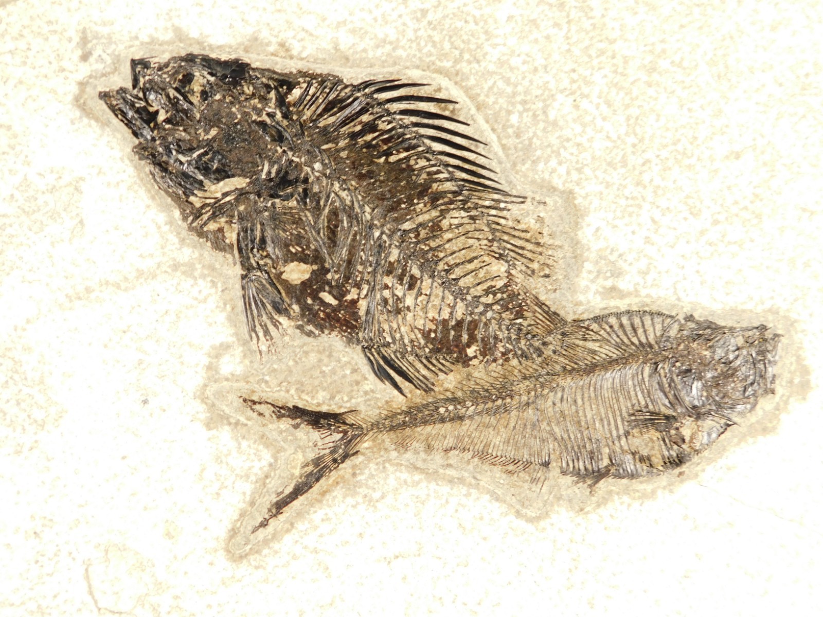 Two SPECIES Rare Priscacara FISH Fossil and Diplomystus On HUGE Matrix Wyoming