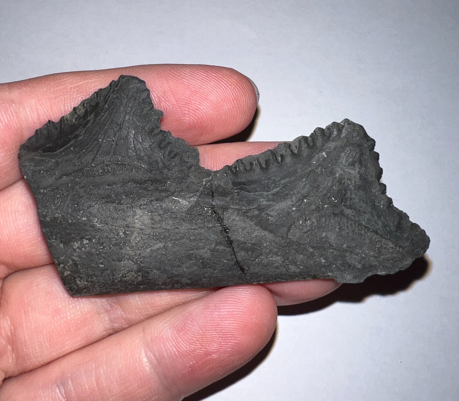 Super Rare Fossil EDESTUS 2 SHARK TOOTH PARTIAL WHORL 2.94 IN Pre Dinosaur Era