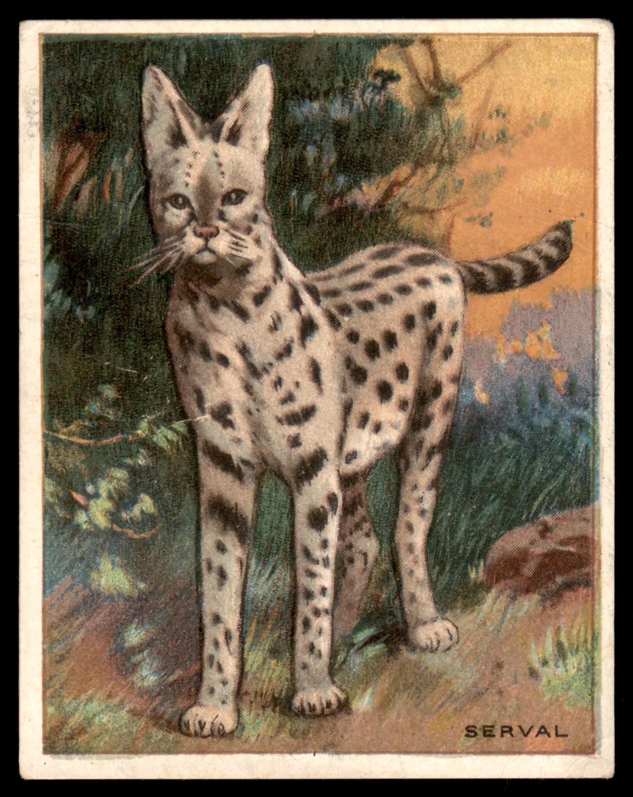 SERVAL 1909 T29 ANIMALS HASSAN CIGARETTES