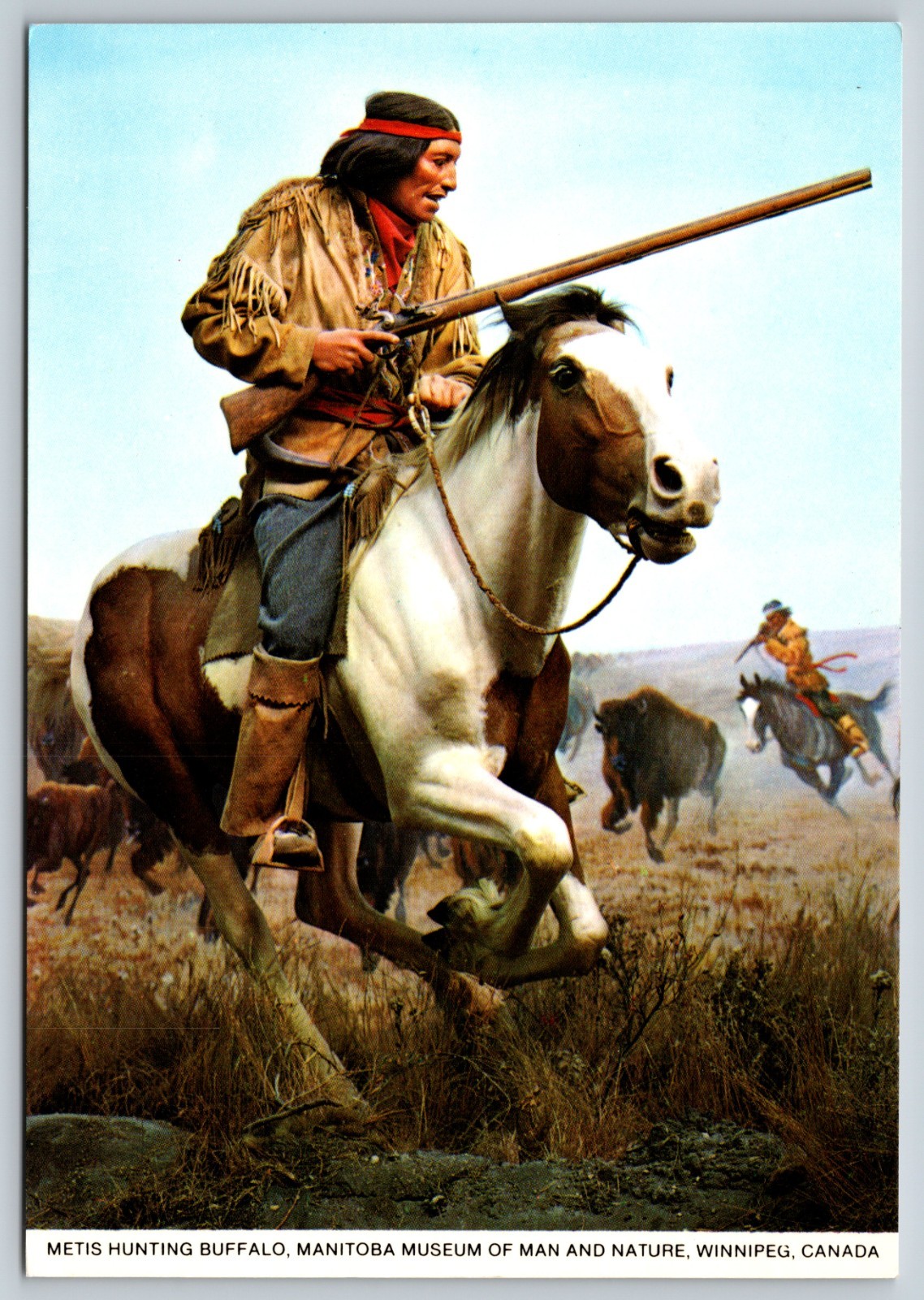 Winnipeg Manitoba Metis Hunting Buffalo Exhibit Museum Man Nature Postcard MB