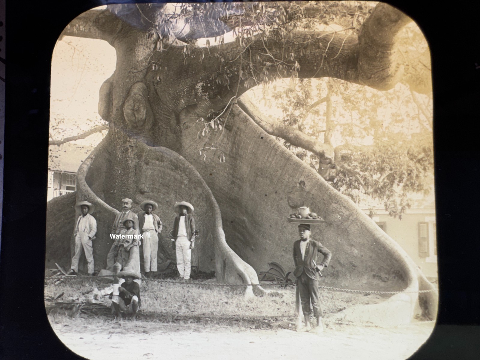 Antique Nassau, Bahamas Massive Silk Tree With Locals / Glass Slide Photo