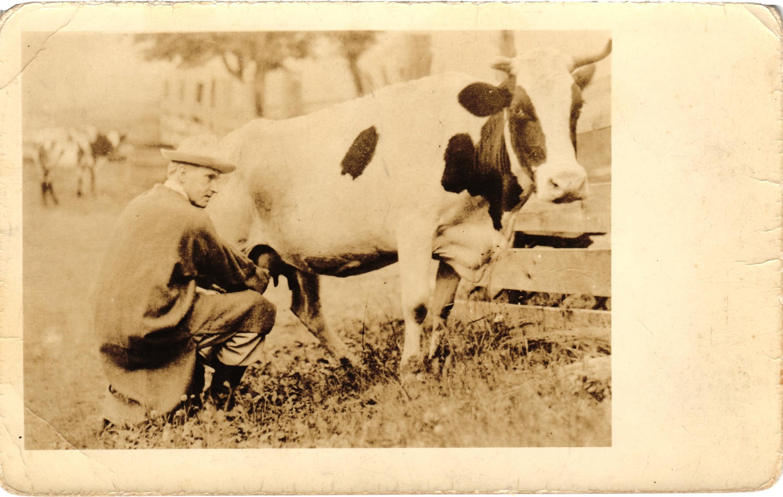 Vintage RPPC Farmer Milking Holstein Dairy Cow Real Photo Postcard Unused c1920s