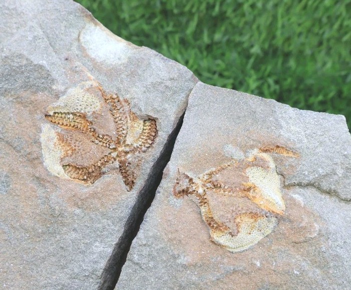 Ophiura Fossil Starfish Ordovician 485–444 Million Years Old Morocco