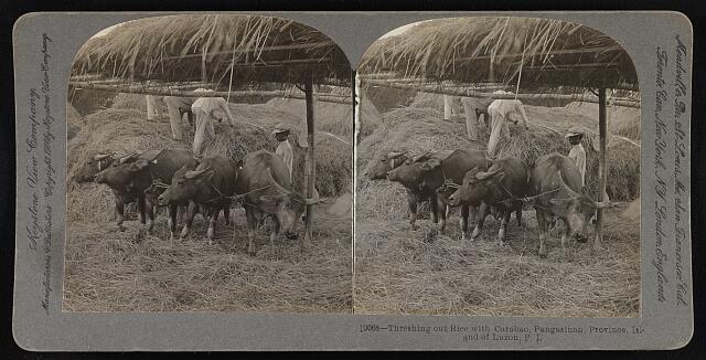 Philippines Threshing out rice with carabao, Pangasinan Province, - Old Photo