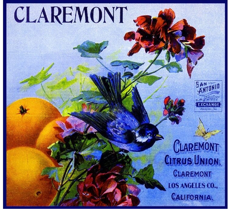 Claremont Citrus Union Blue Bird Orange Citrus Fruit Crate Label Art Print