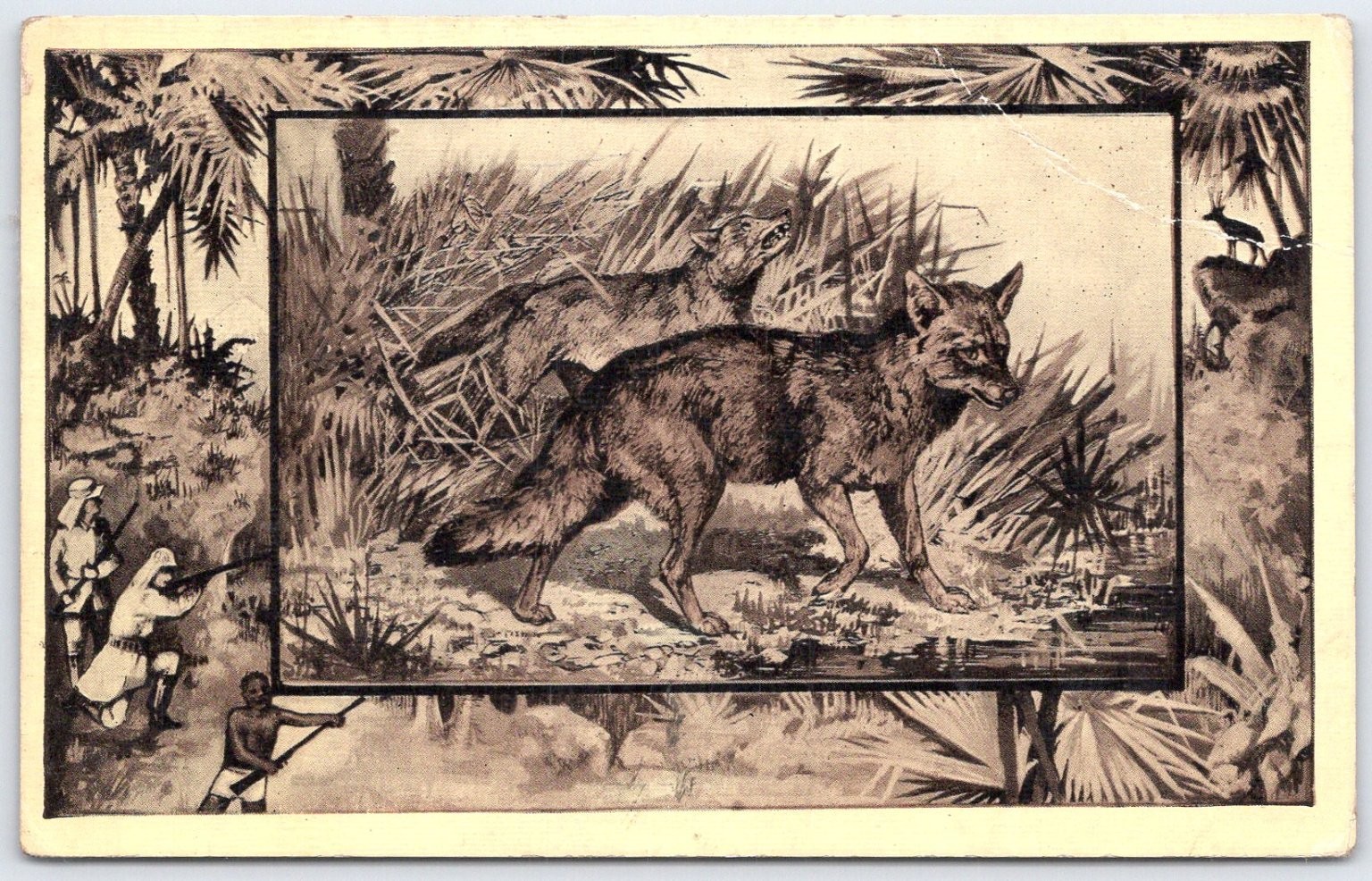 1909 Vintage Jackal Africa Wildlife Postcard by M.J. Mintz Chicago
