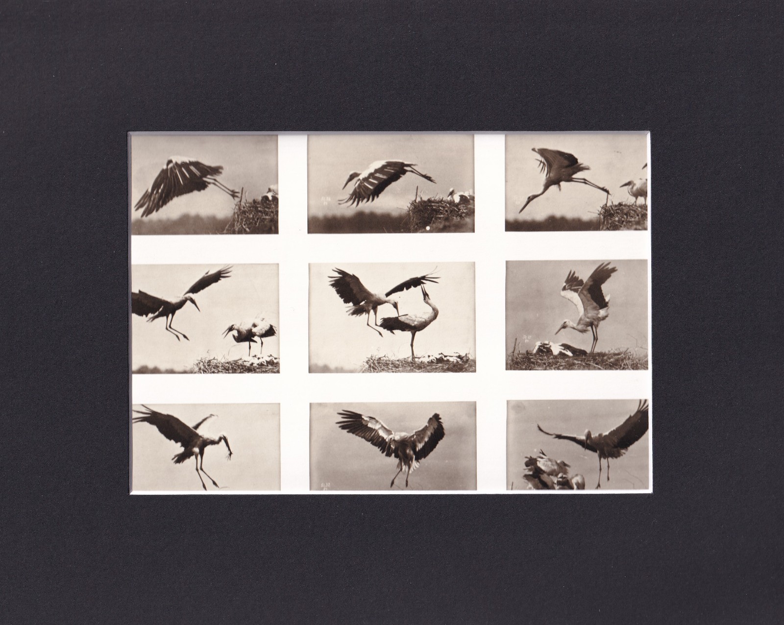 8X10 Matted Print Picture VTG Photo: Ottomar Anschutz, Storks, 1884