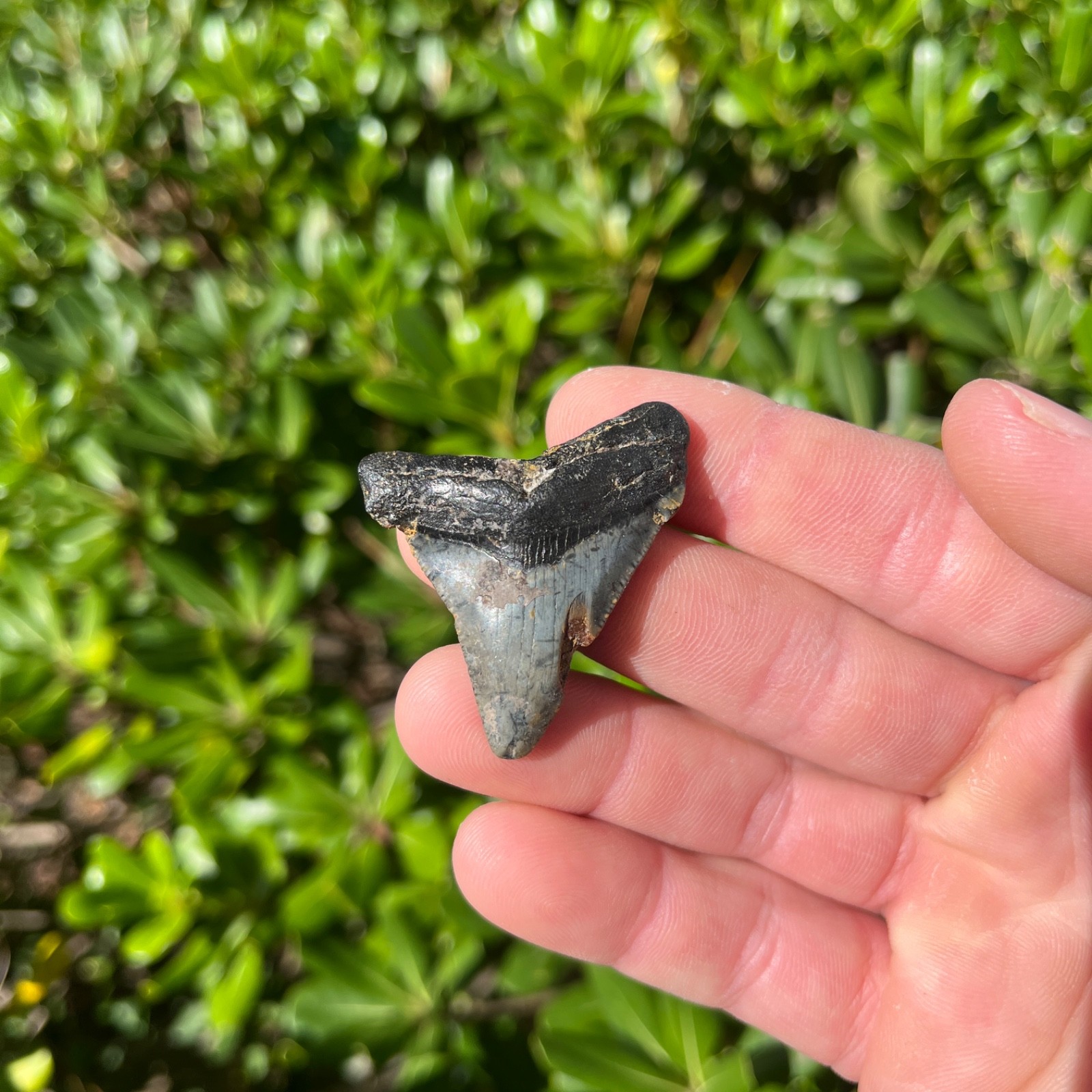 Real Megalodon Shark Tooth 1.77” Big Fossil Shark Teeth From NC