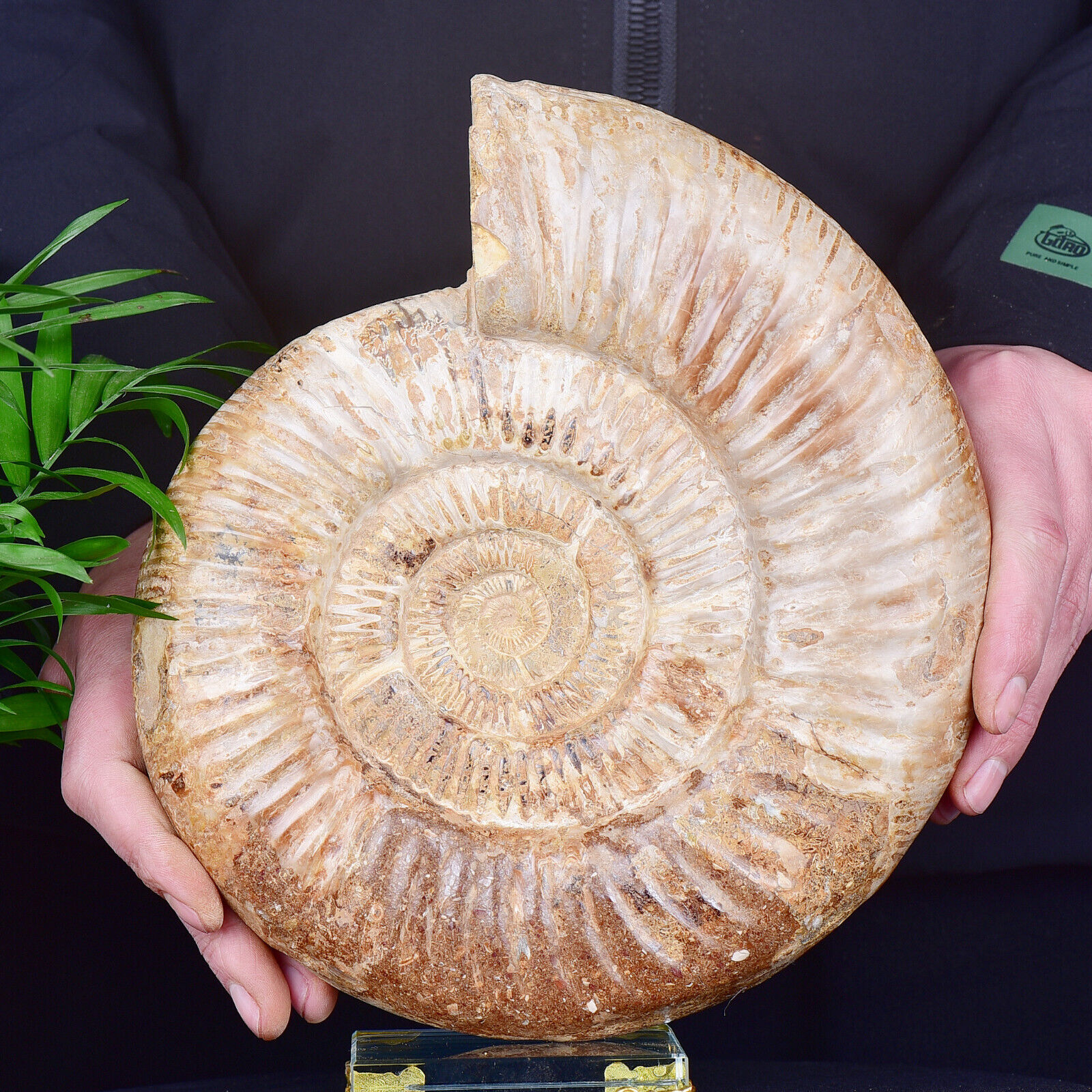 5.79LB Natural Ammonite Disc Fossil Conch Specimen Healing Decor