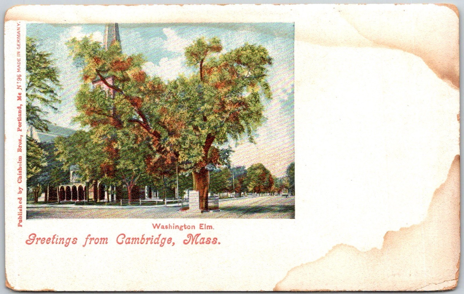 Cambridge Massachusetts Washington Elm Greetings Vintage Linen Postcard