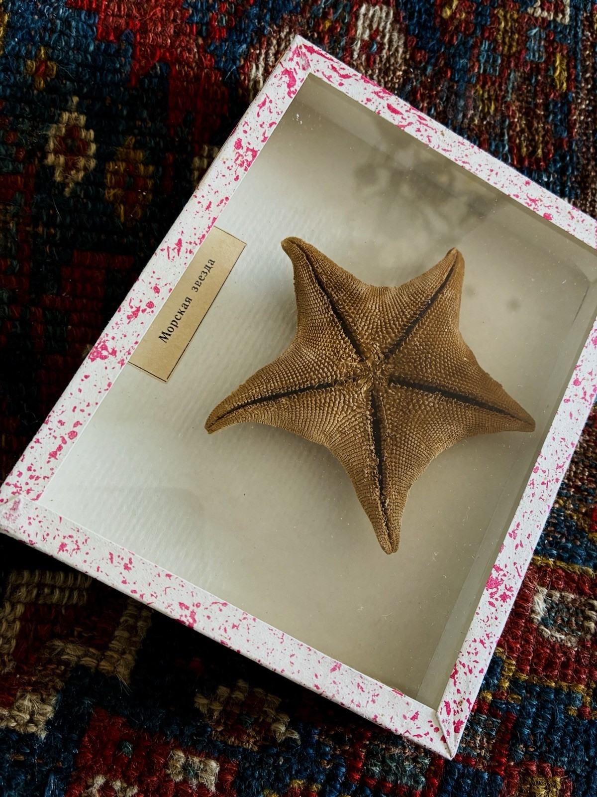 Vintage 70s  educational specimen starfish