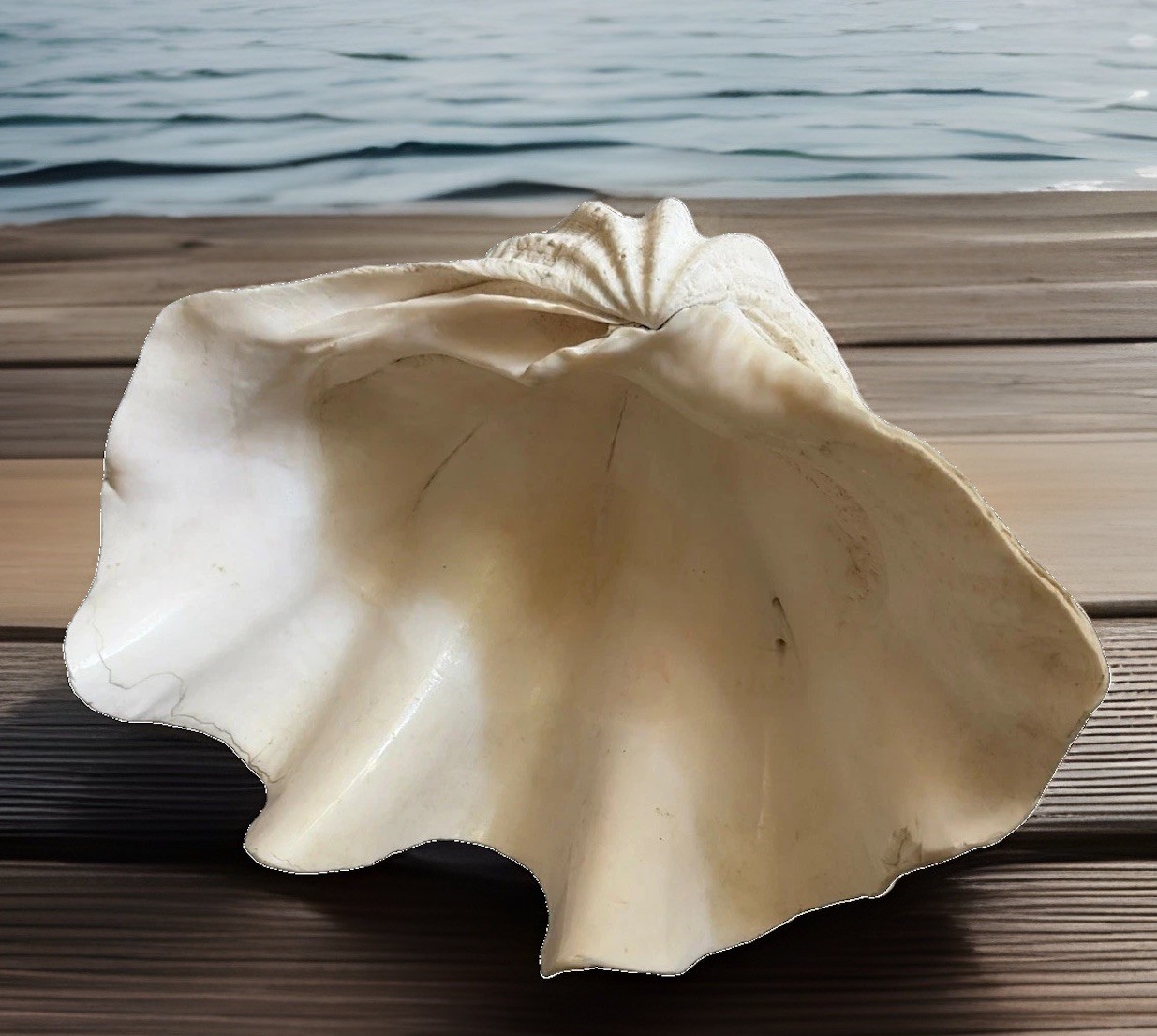 Huge Specimen Natural Giant Clam Shell Beautiful 10.5” x 7\