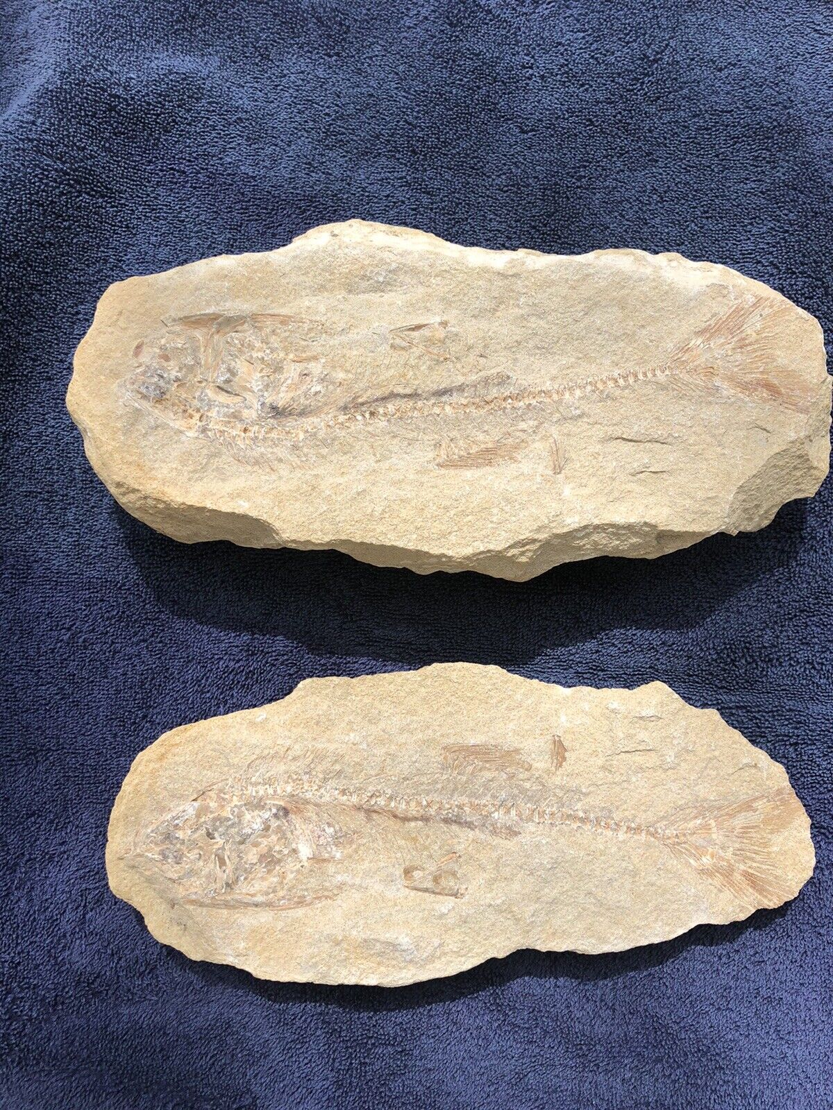 Fossil Fish Two Pieces 10.5\
