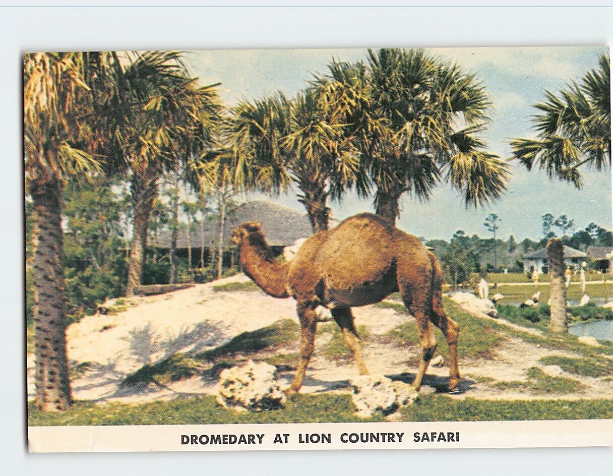 Postcard Dromedary At Lion Country Safari, Loxahatchee, Florida