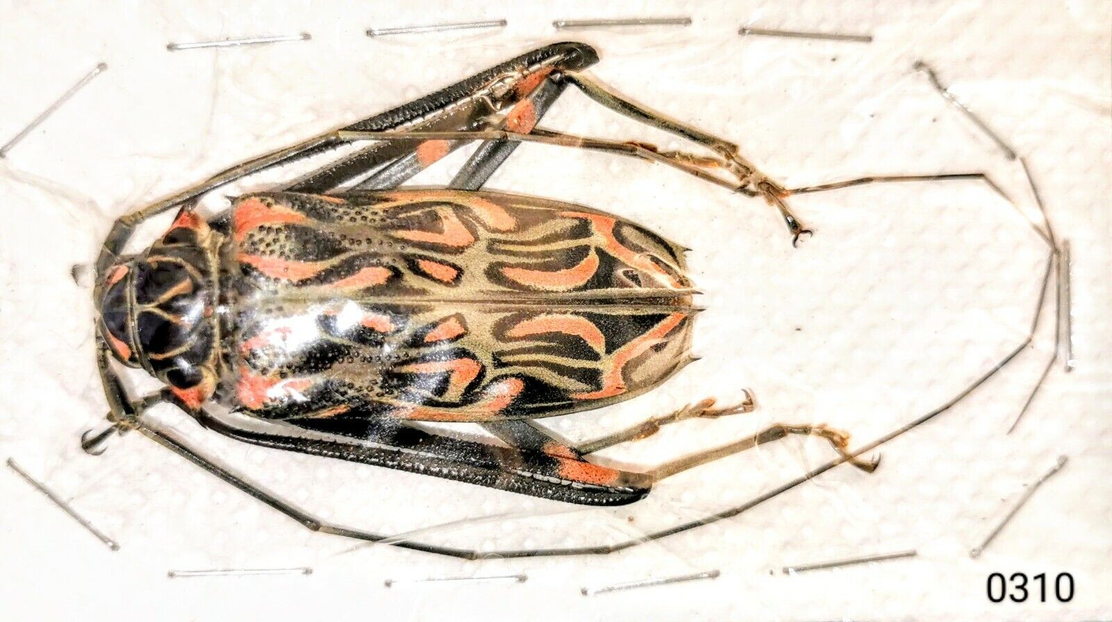 Cerambycidae Acrocinus longimanus 50-55mm MALE A1 or A- VENEZUELA - #0310 