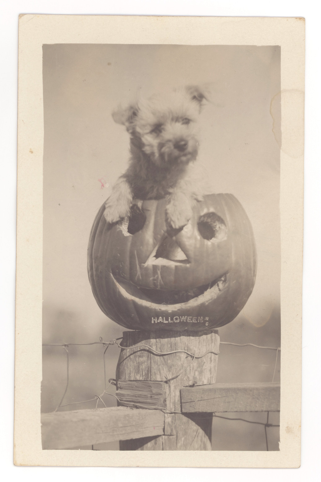 Halloween RPPC Dog In Jack o Lantern Original Real Photo Postcard Photograph